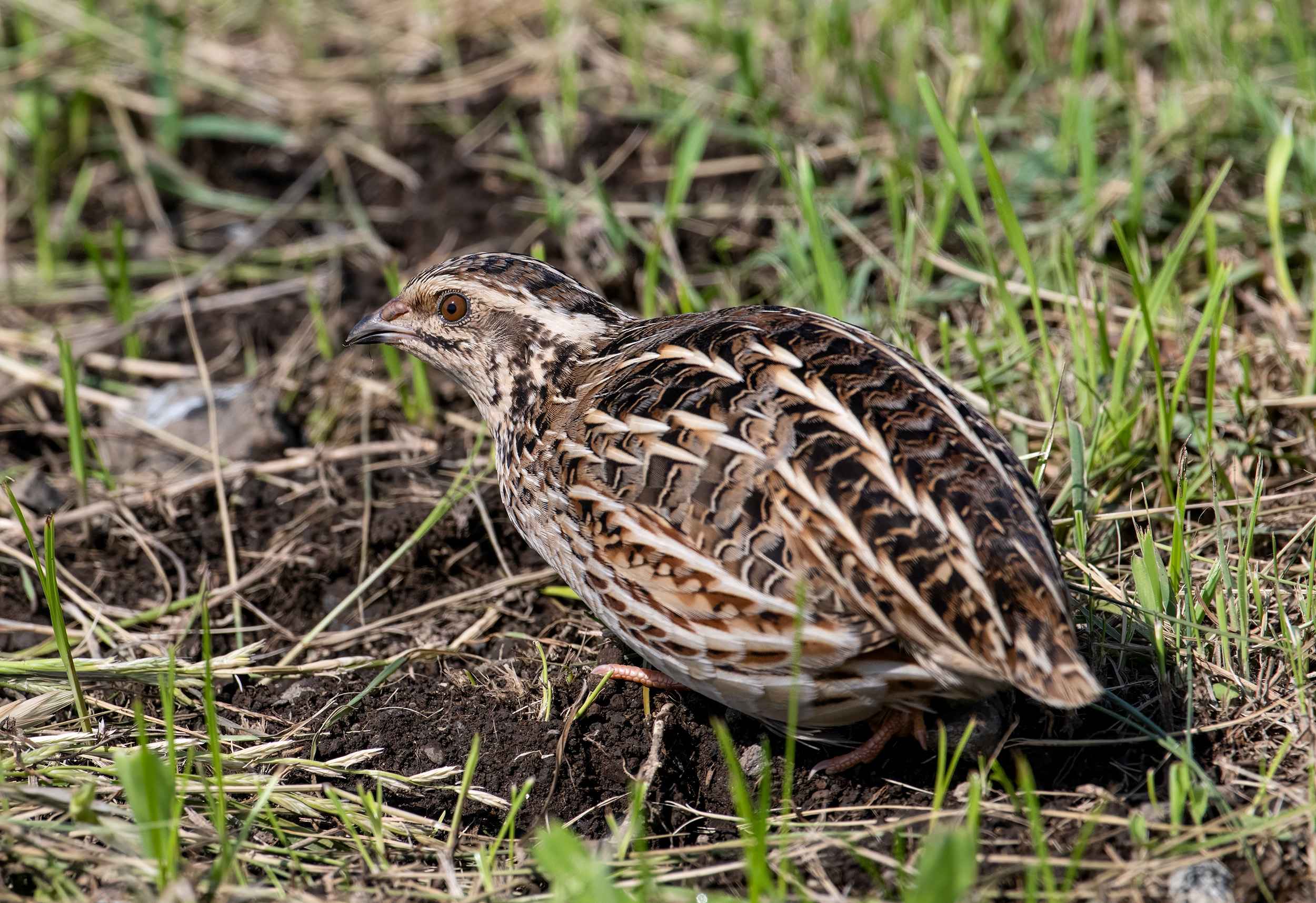 絶滅危惧Ⅱ類の野生のウズラ。神奈川では珍しい？ 神奈川近郊野鳥情報