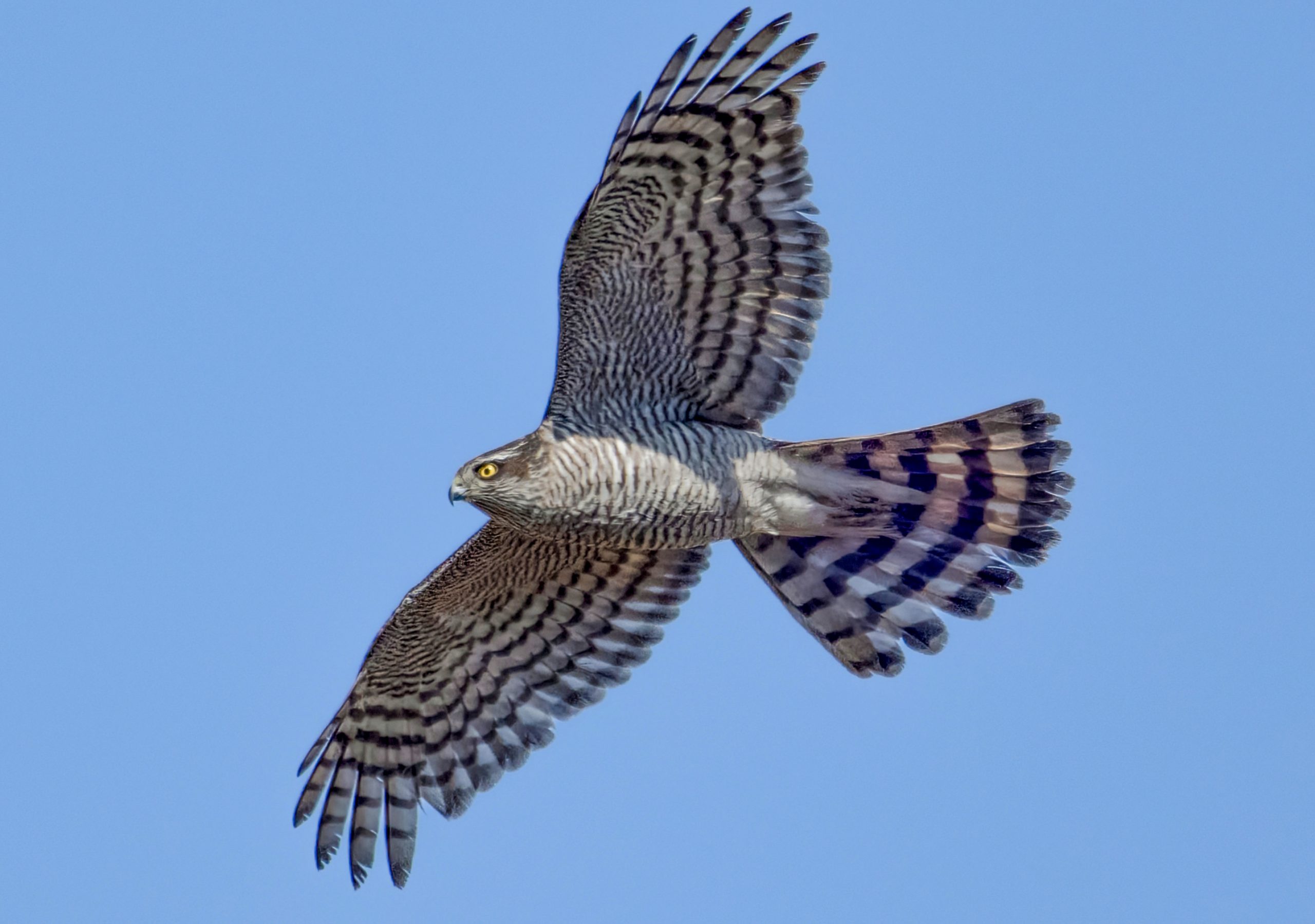 鳥の剥製 飛翔姿勢（スタッフBLOG｜神戸市立王子動物園）