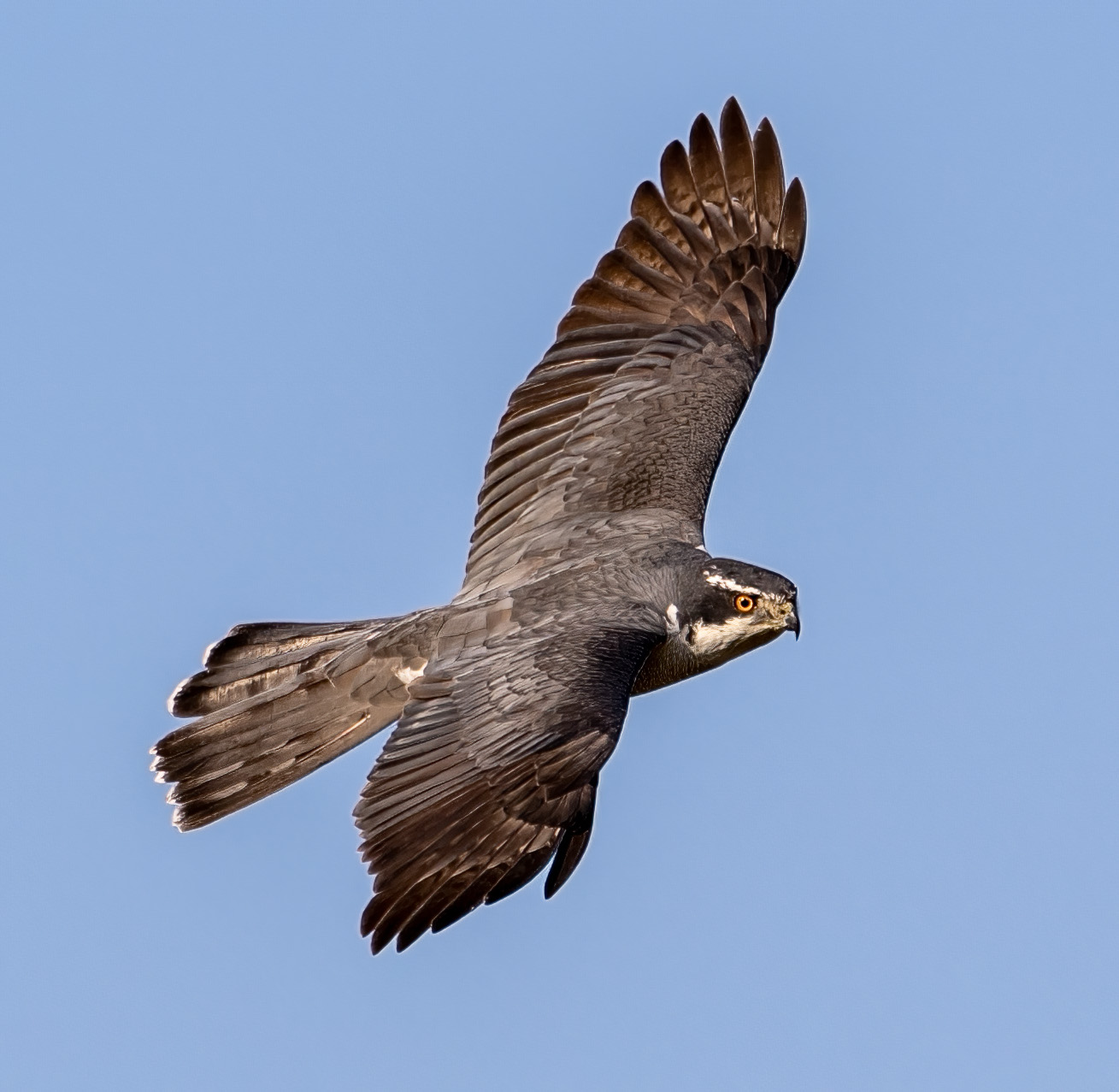 オオタカの背打ち - 神奈川近郊野鳥情報(Japanese Wild Birds Info.) オオタカの背打ち - 神奈川近郊野鳥情報(Japanese Wild Birds Info.)