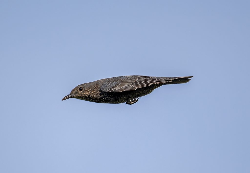 電線からのイソヒヨドリ雌飛翔