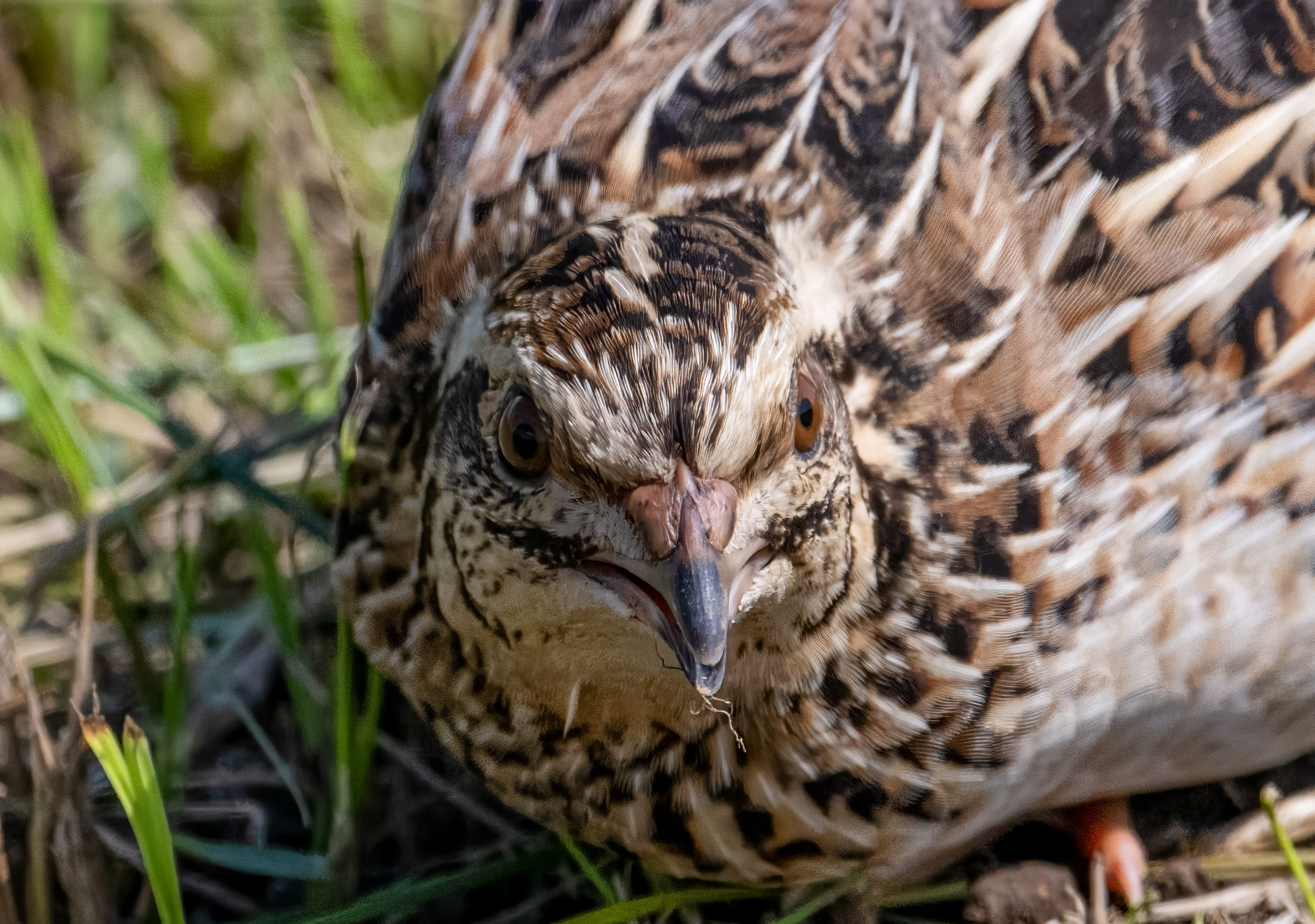 絶滅危惧Ⅱ類の野生のウズラ。神奈川では珍しい？ - 神奈川近郊野鳥情報