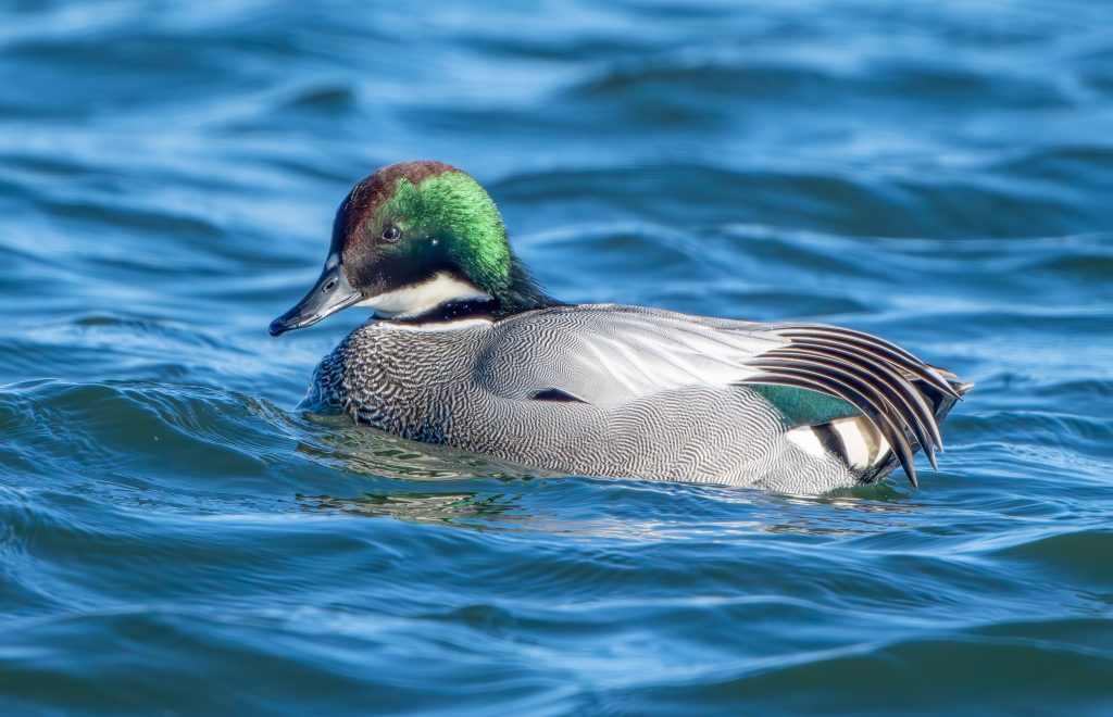 ナポレオンハット状の頭が面白いヨシガモ - 神奈川近郊野鳥情報(Japanese Wild Birds Info.)