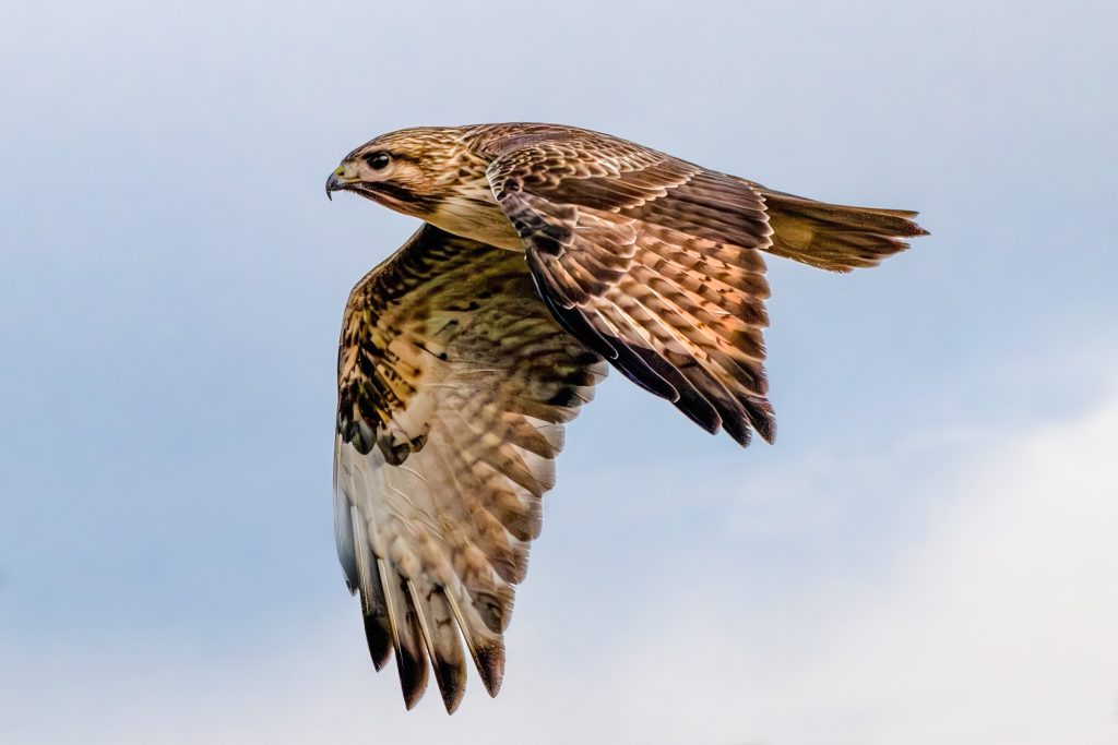 蒼空のノスリ - 神奈川近郊野鳥情報(Japanese Wild Birds Info.)