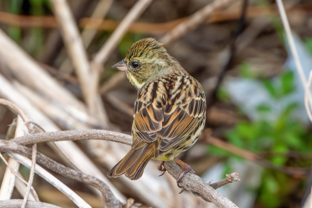 違いのわかるアオジの♂と♀の写真 - 神奈川近郊野鳥情報(Japanese Wild Birds Info.)