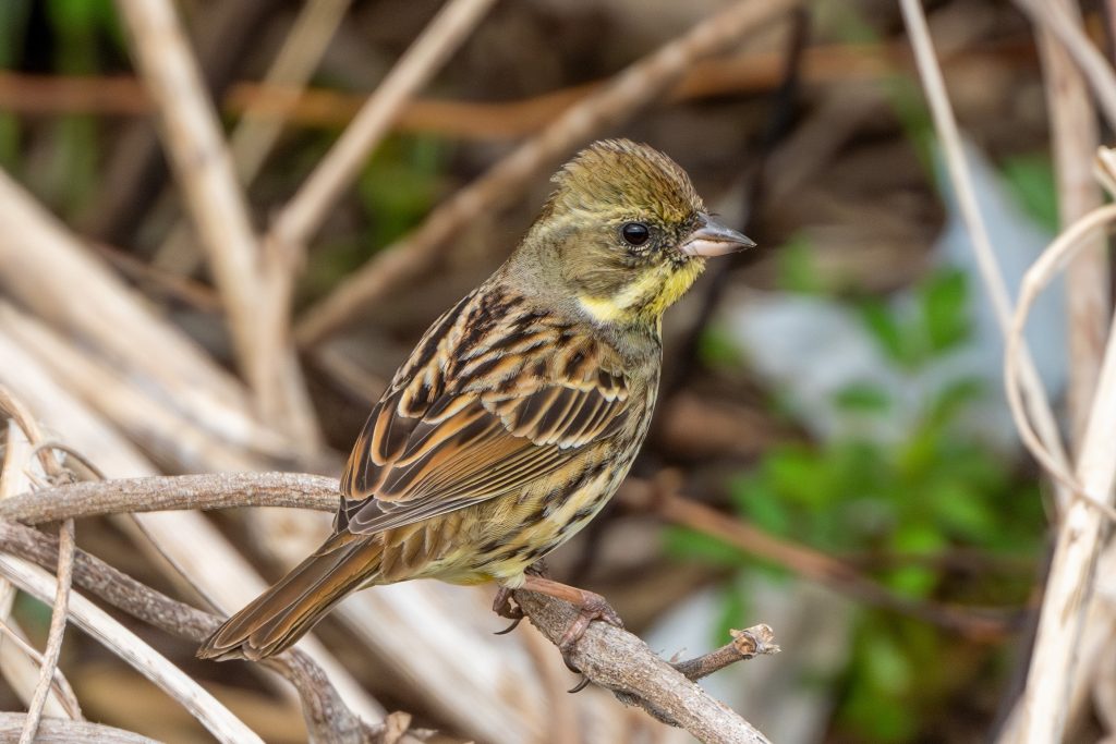 違いのわかるアオジの♂と♀の写真 - 神奈川近郊野鳥情報(Japanese Wild Birds Info.)