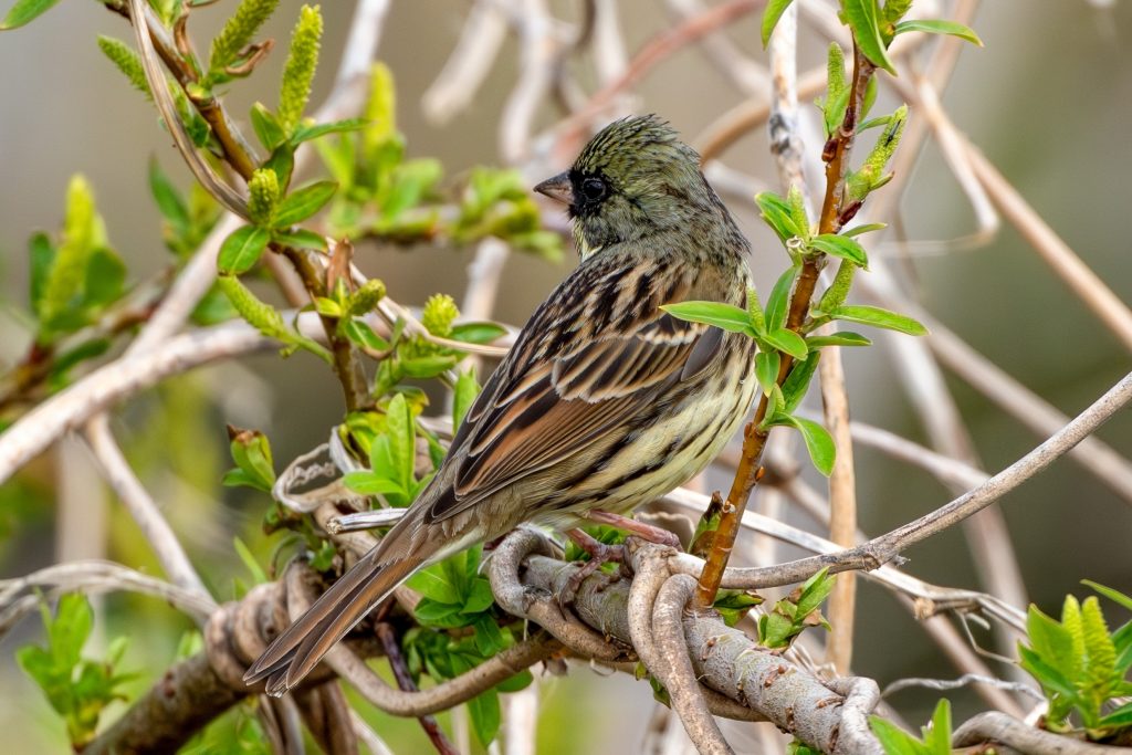 違いのわかるアオジの♂と♀の写真 - 神奈川近郊野鳥情報(Japanese Wild Birds Info.)