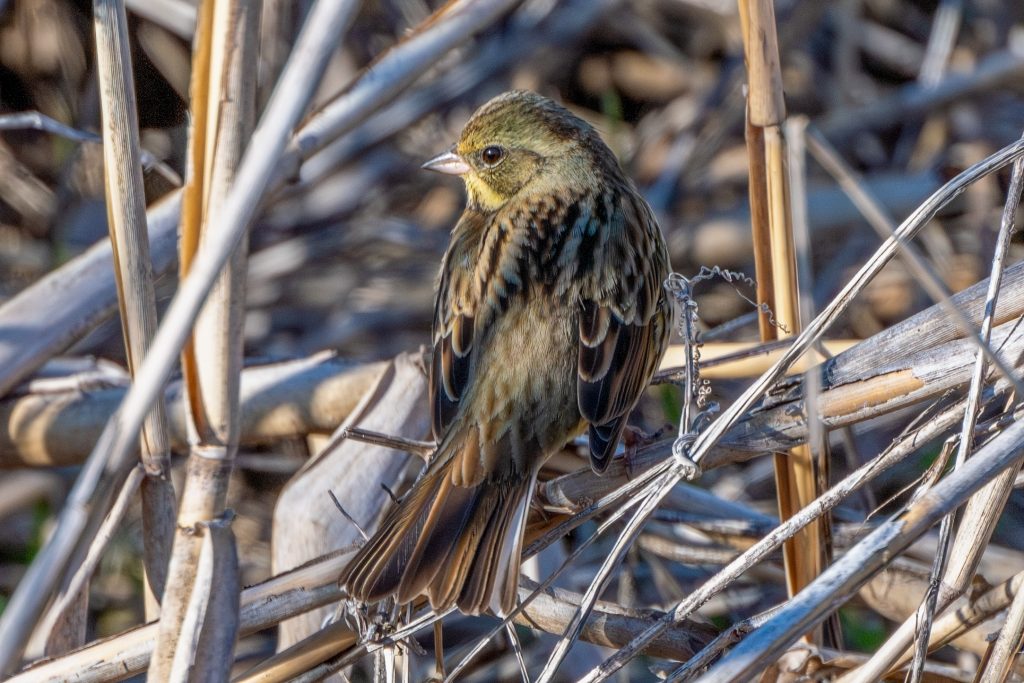 アオジ♀♂も撮影してあった。ついでにホオジロ♂も。 - 神奈川近郊野鳥情報(Japanese Wild Birds Info.)