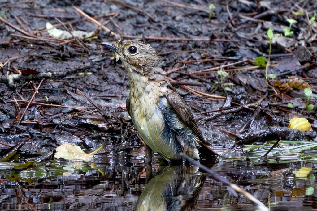 キビタキ♀