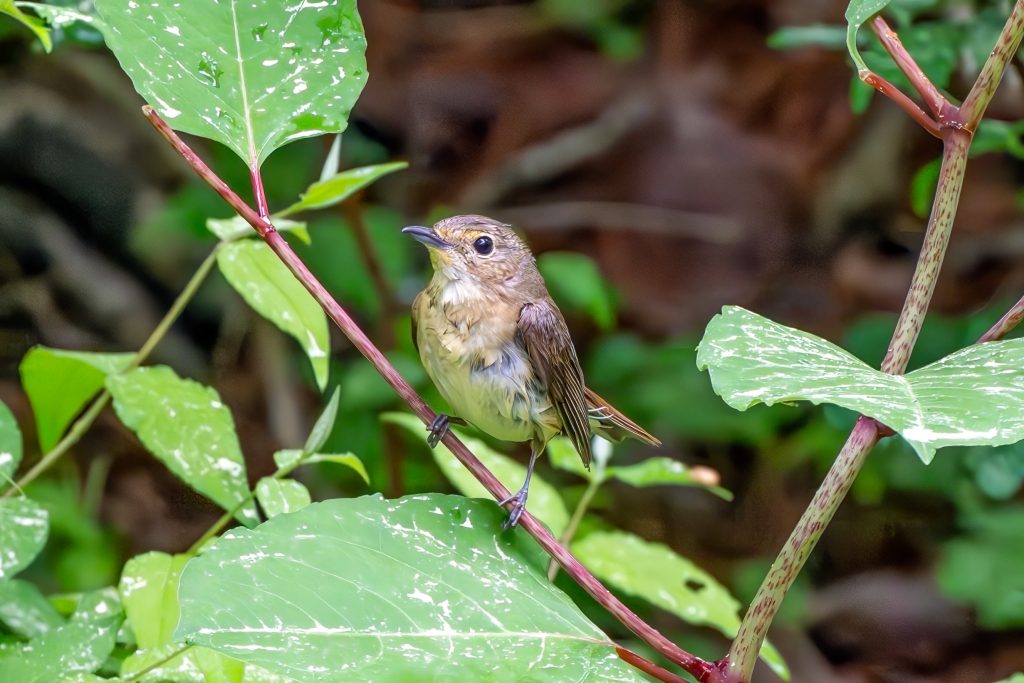 キビタキ♀