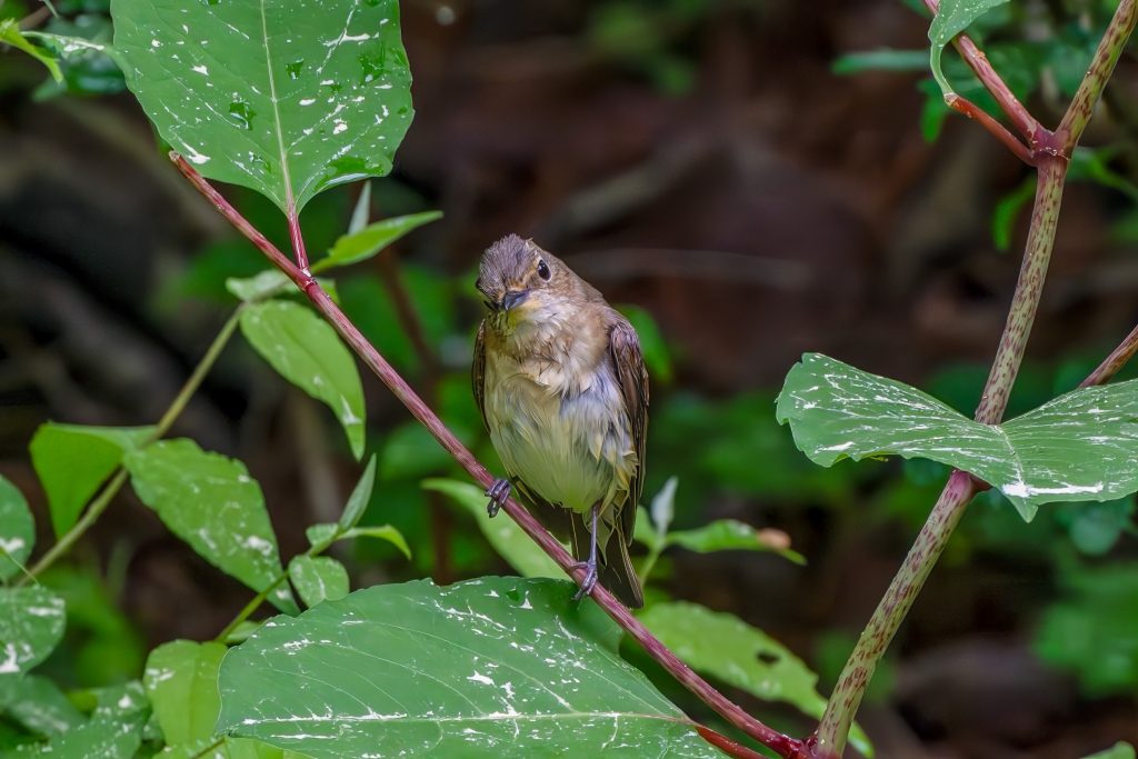 キビタキ♀