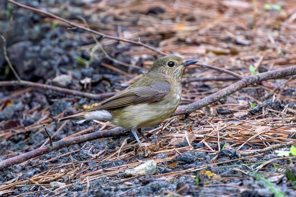 キビタキ♀