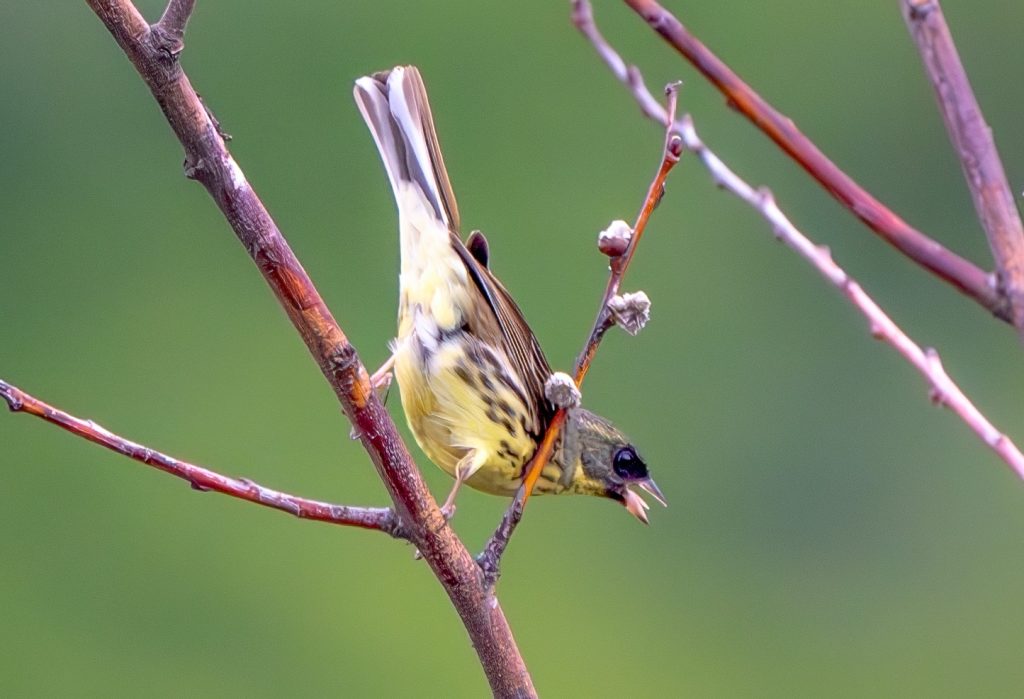 高原のシベリアアオジ♀