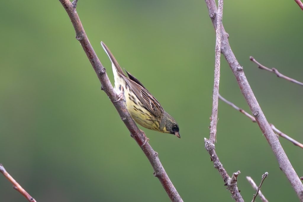 高原のシベリアアオジ♀