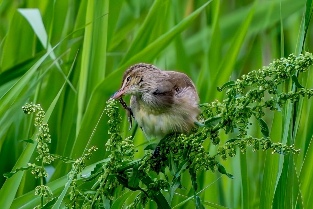 オオヨシキリ