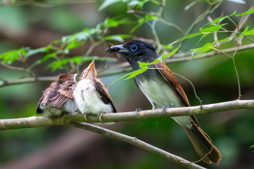 サンコウチョウ雛の餌