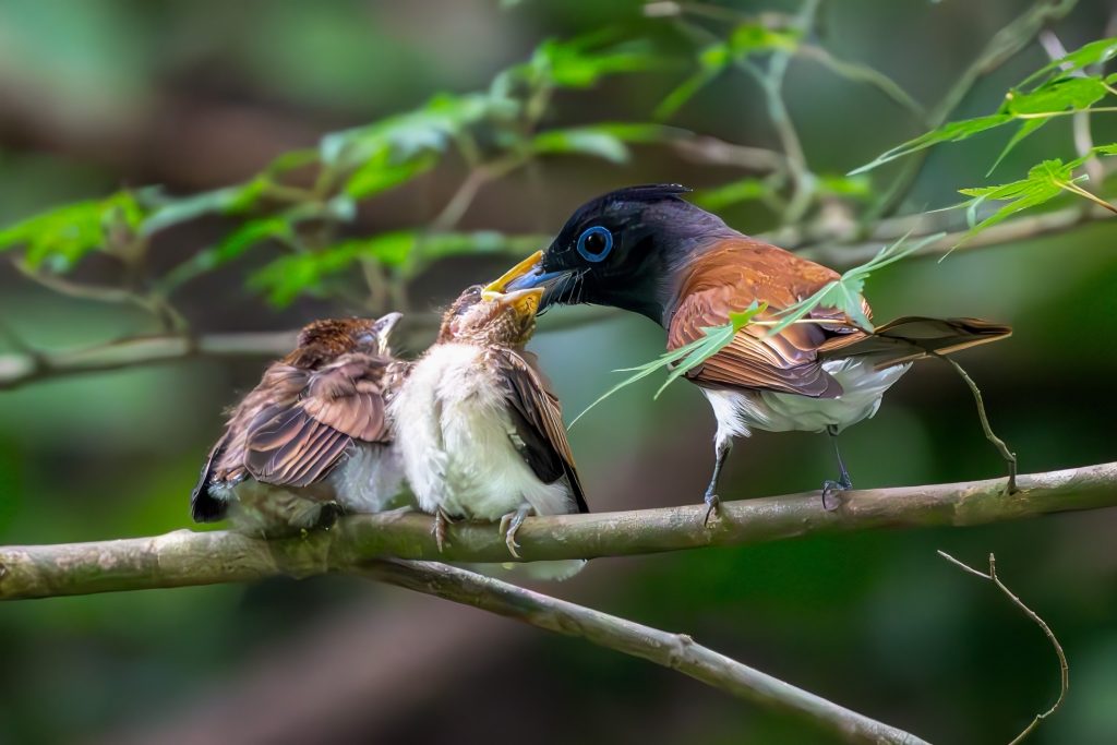 サンコウチョウ雛