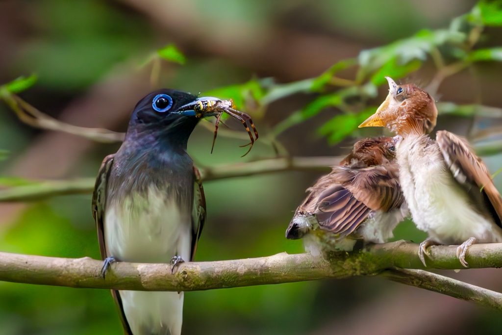 サンコウチョウ雛の餌