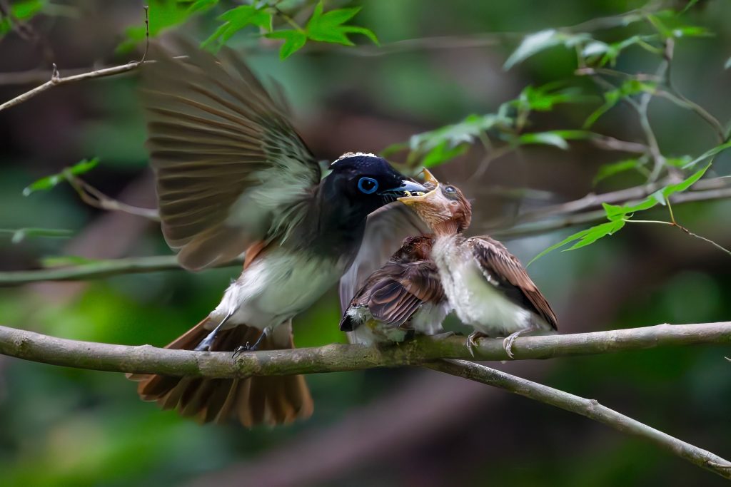 サンコウチョウ雛