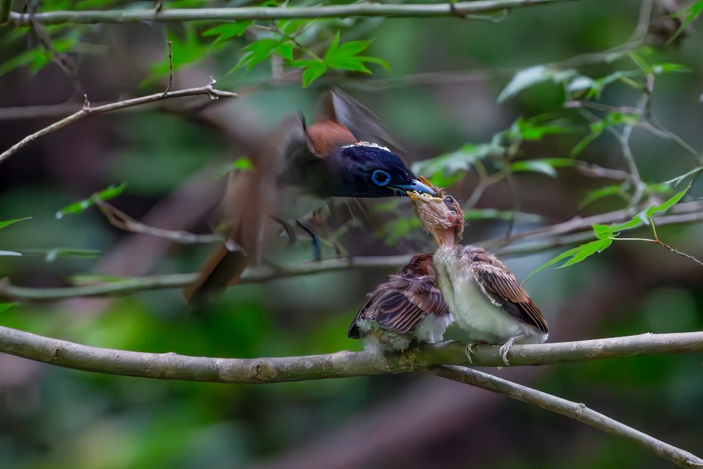 サンコウチョウ雛