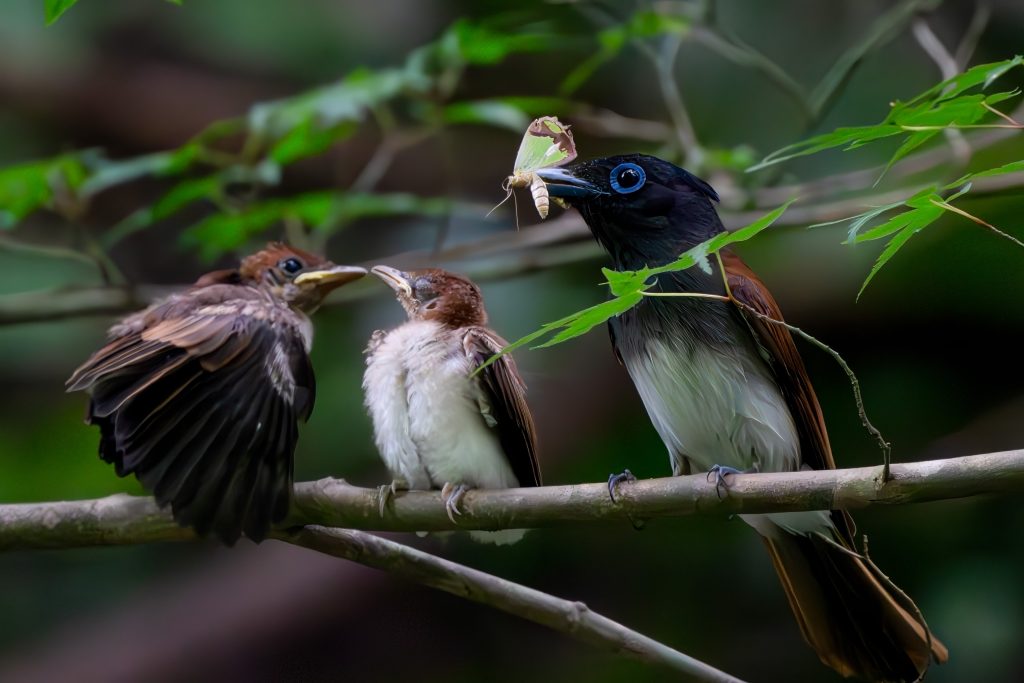 サンコウチョウ雛の餌