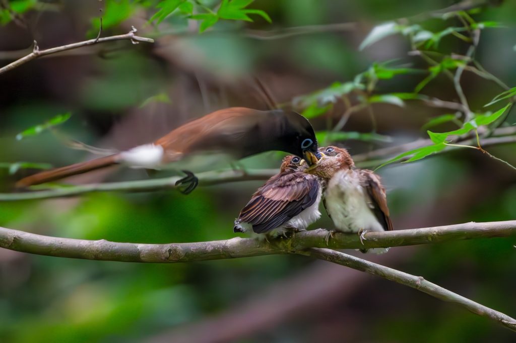 サンコウチョウ雛