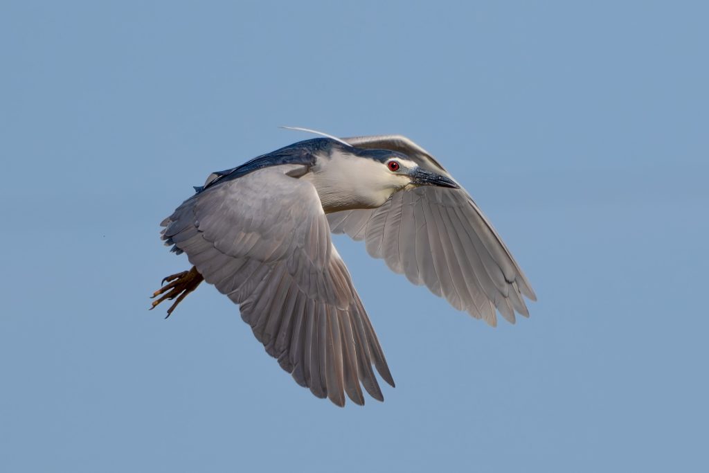 蒼空のゴイサギ