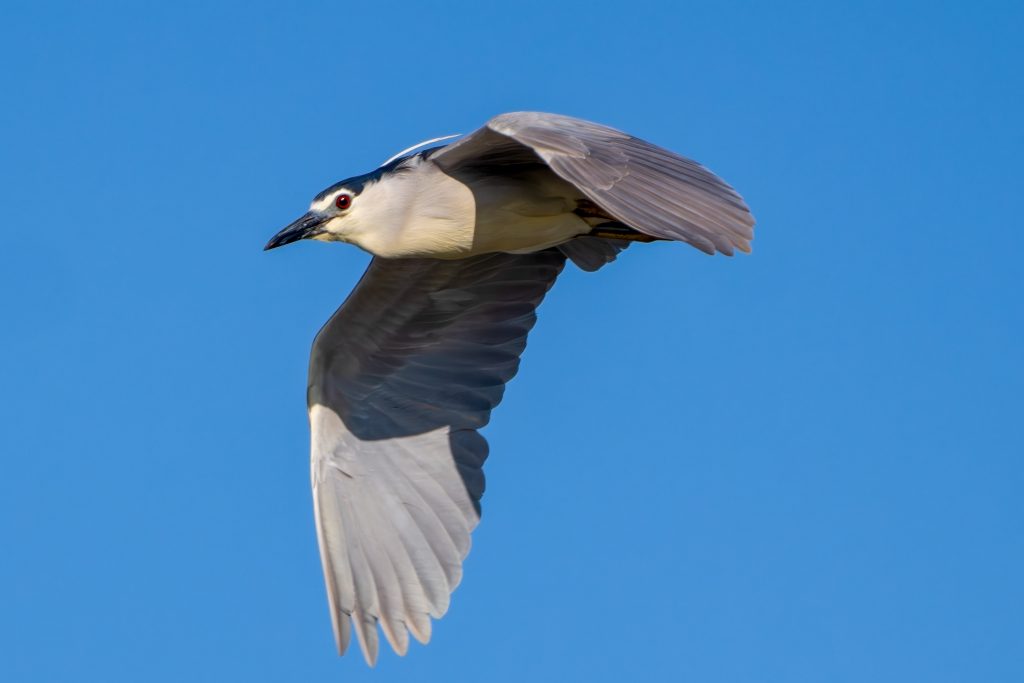 蒼空のゴイサギ