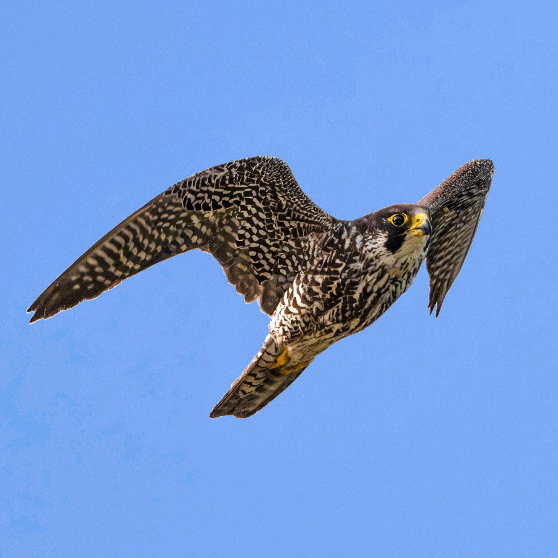 ハヤブサ若が頭上をフライパス - 神奈川近郊野鳥情報(Japanese Wild