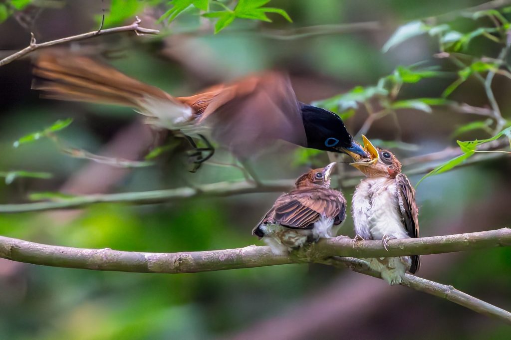 サンコウチョウ雛