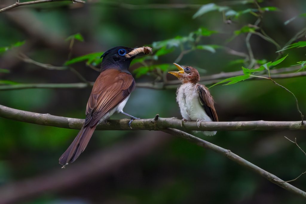 サンコウチョウ雛